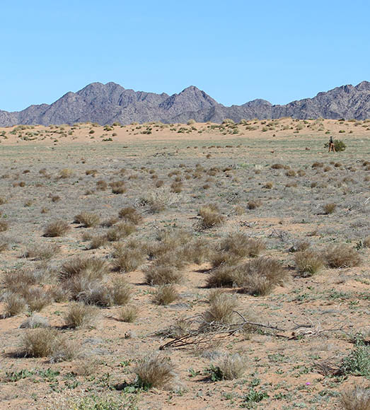  Aristida californica v.californica